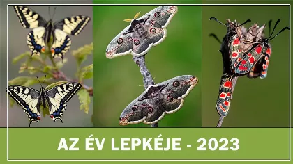 Szavazz a 2023 Év lepkéjére! Neked melyik tetszik legjobban?