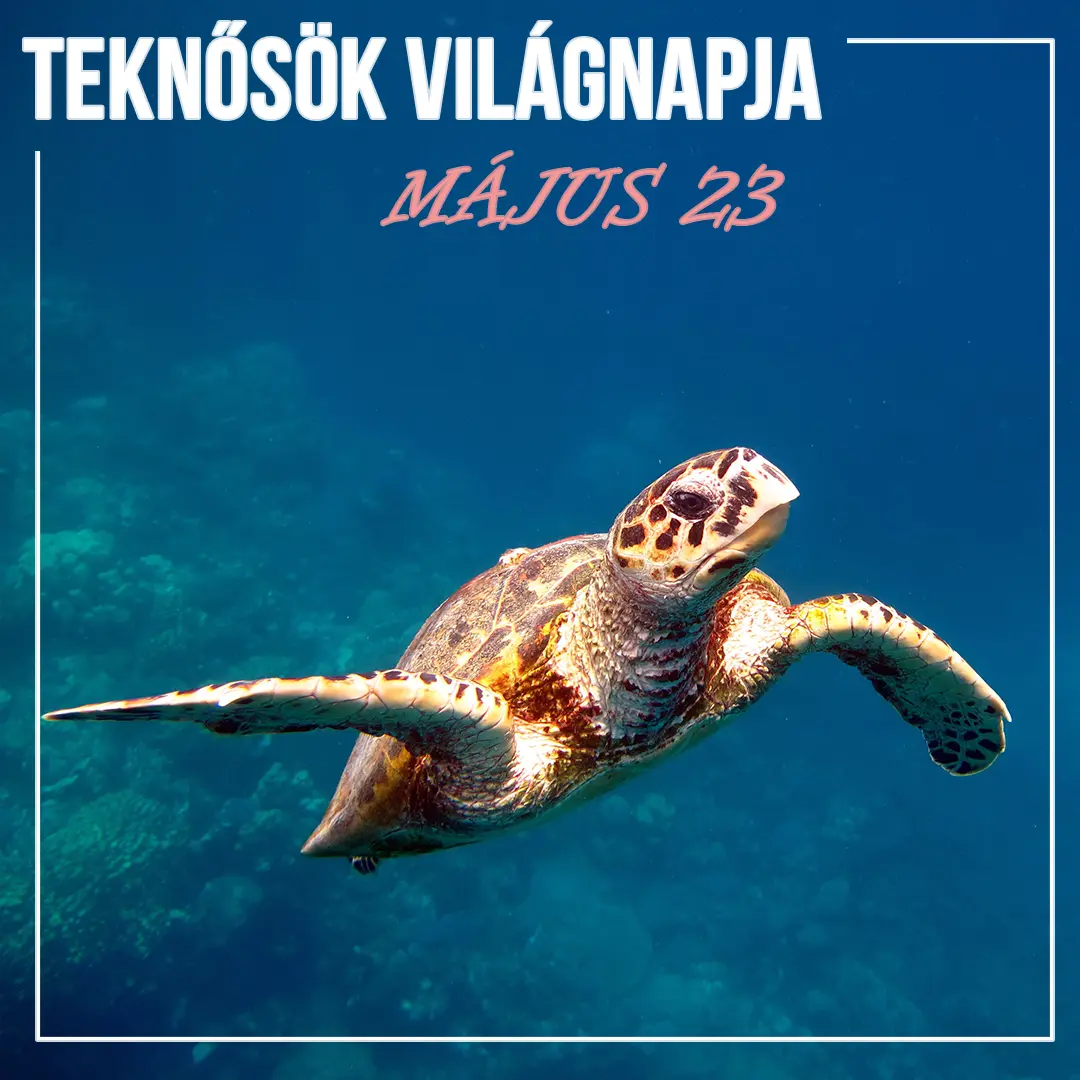 Teknősök Világnapja - május 23