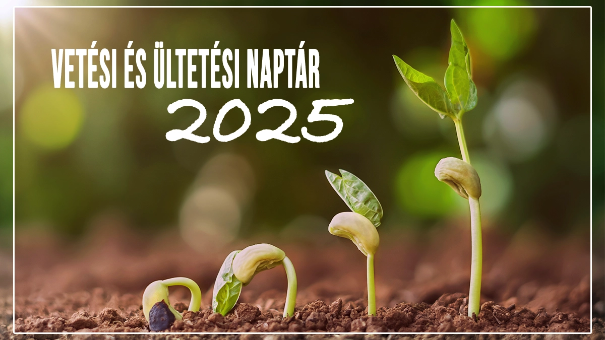 Vetési naptár 2025 – mikor mit kell ültetni?