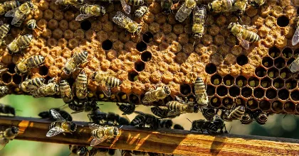 Méhek világnapja hazánkban és a világban