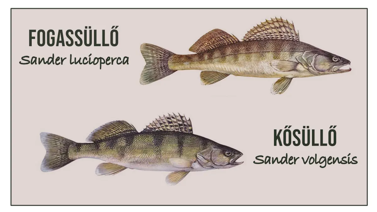 kősüllő vs fogassüllő