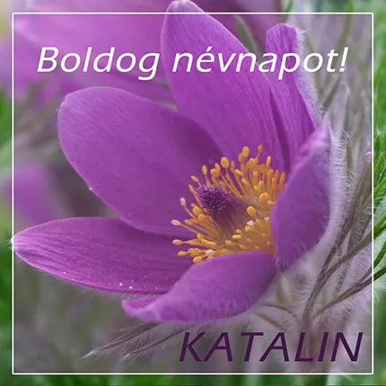 Katalin névnapi köszöntő