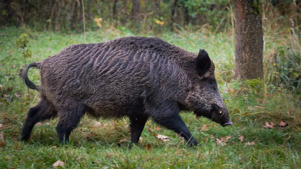 vaddisznó vadászati idény